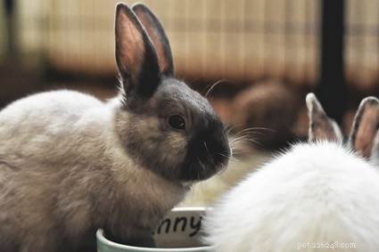 Co je chování králíků při líhnutí?