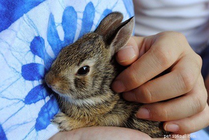 I conigli hanno una persona preferita?