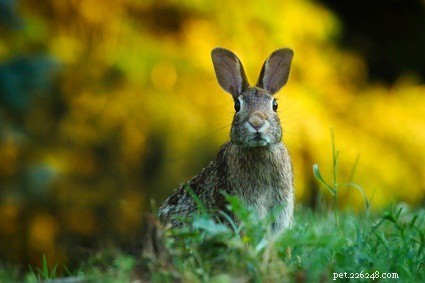 Os coelhos podem ver atrás de si mesmos sem virar a cabeça?