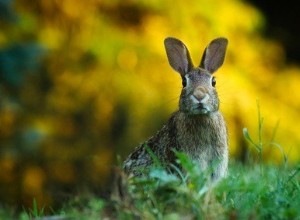 Kunnen konijnen achter zichzelf kijken zonder hun hoofd om te draaien?
