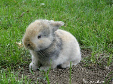 Vilken ålder kan kaninungar gå ute?