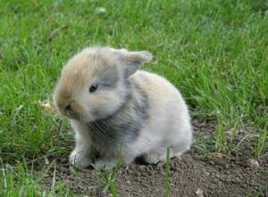 Que idade os coelhos podem sair de casa?