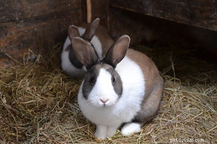 Come attirare l attenzione di un coniglio