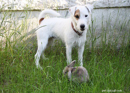 Les lapins et les chiens peuvent-ils vivre ensemble ?