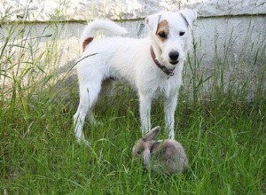 토끼와 개가 함께 살 수 있습니까?
