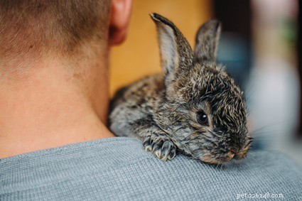 Kommer en vild kaninbebis att överleva i fångenskap?