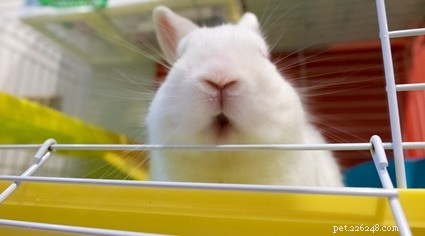 Varför tuggar min kanin utan mat i munnen?