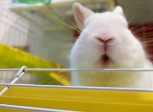 Varför tuggar min kanin utan mat i munnen?