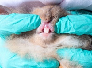 Zijn babykonijnen geboren met tanden?