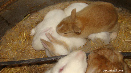 Os bebês coelhos nascem com dentes?