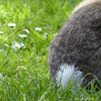 Qual ​​è lo scopo della coda di un coniglio?