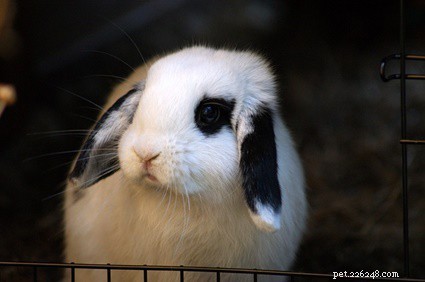 Perché il mio coniglio cade? Bunny Flopping Significato