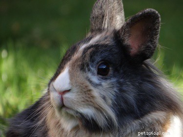 In che modo i conigli mostrano paura?