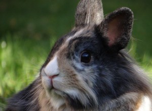 Como os coelhos demonstram medo?