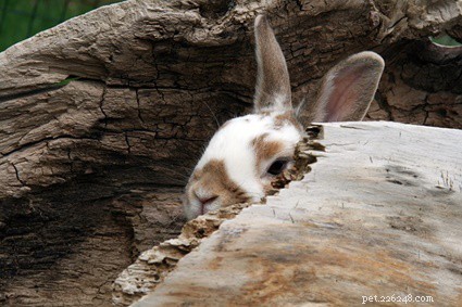 Perché il mio coniglio cade? Bunny Flopping Significato
