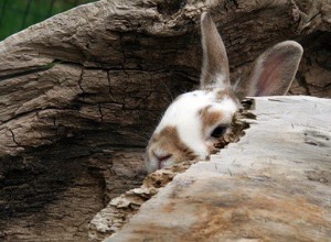 Proč můj králík spadne? Význam Bunny Flopping