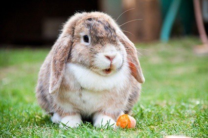 Vad betyder öronpositioner för kaniner?