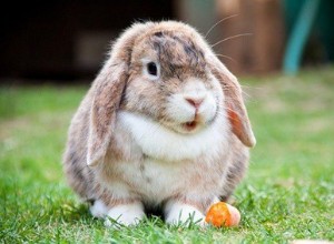 토끼의 귀 위치는 무엇을 의미합니까?