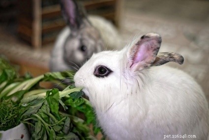 Vad betyder öronpositioner för kaniner?