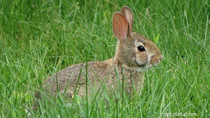 In che modo i conigli mostrano paura?