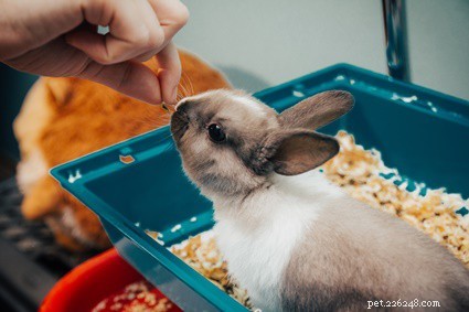 I conigli possono avere il tetano?