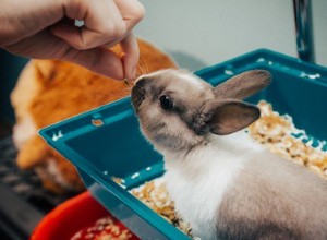 Kan kaniner få stelkramp?