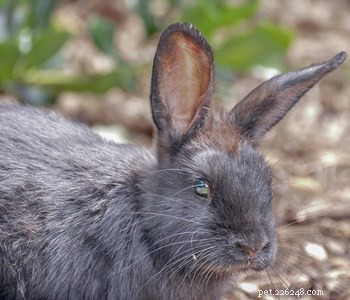 Kan en kanin överleva en trasig rygg?