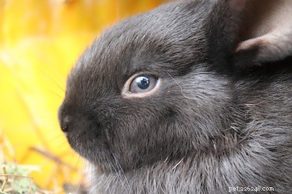 Um coelho pode sobreviver a uma fratura nas costas?