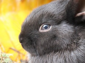 Un lapin peut-il survivre à une fracture du dos ?