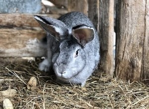 Normale en abnormale soorten konijnenpoep