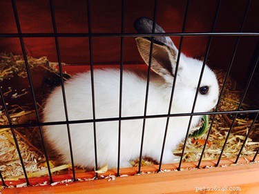 Normale en abnormale soorten konijnenpoep
