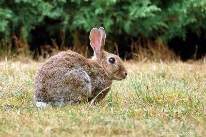 Насколько хорошо слышат кролики? Диапазон частот слуха кролика