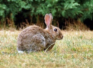 Насколько хорошо слышат кролики? Диапазон частот слуха кролика