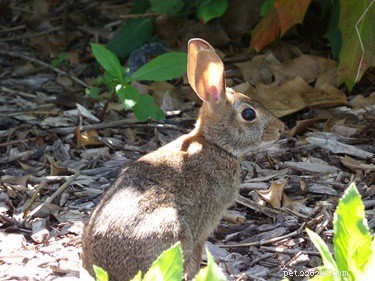 Como os coelhos podem ouvir? Faixa de frequência de audição de coelho