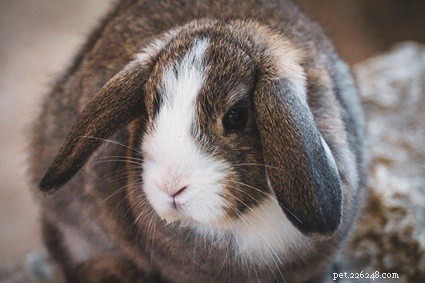 17 tecken på ålderdom hos kaniner (och hur du kan hjälpa)!