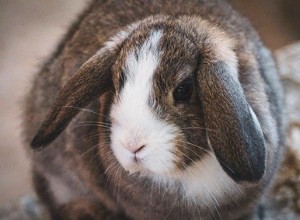 17 segni di vecchiaia nei conigli (e come puoi aiutarli)!
