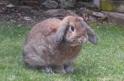 17 známek stáří u králíků (a jak můžete pomoci)!