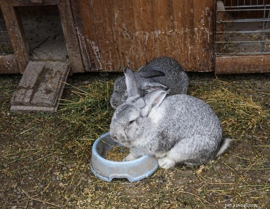 Come addestrare un coniglio ai rifiuti