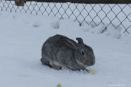 Hoe blijven konijnen warm in de winter?