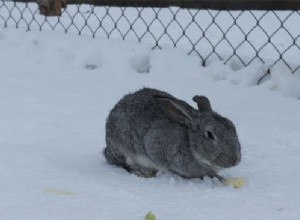 Jak se králíci udržují v zimě v teple?