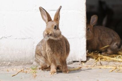 Come fanno i conigli a stare al caldo in inverno?