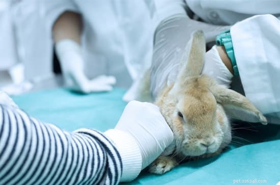 De behandeling van wandelende roos bij konijnen (Cheyletiellosis)