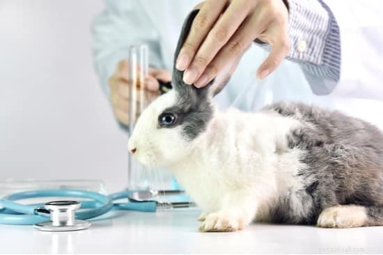 Hur man behandlar gående mjäll hos kaniner (cheyletiellosis)