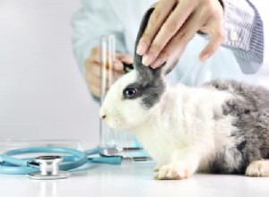 Jak léčit chodící lupy u králíků (cheyletiellóza)