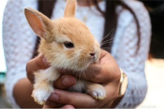 ペットのウサギを健康で幸せで楽しませるための17の実証済みの方法 