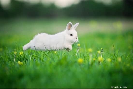 애완용 토끼를 건강하고 행복하며 즐겁게 지낼 수 있는 17가지 입증된 방법