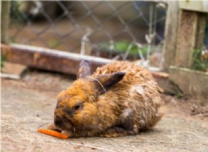 Bezpečné ošetření vlhkého ocasu u králíků (opaření moči)