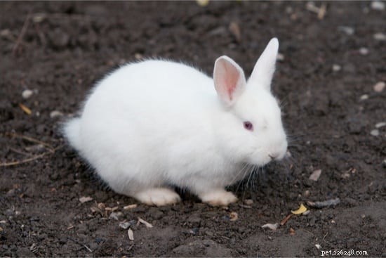 Безопасная обработка мокрого хвоста у кроликов (ошпаривание мочой)