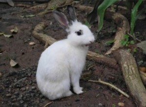 ウサギはしゃっくりをすることができますか？ 