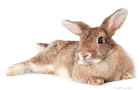 Qu est-ce qui cause les pattes écartées chez les lapins ?
